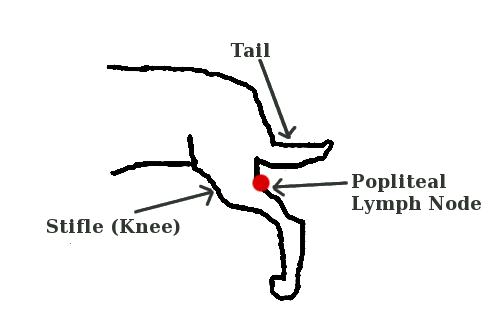 Lymph node enlargement in the cat.
