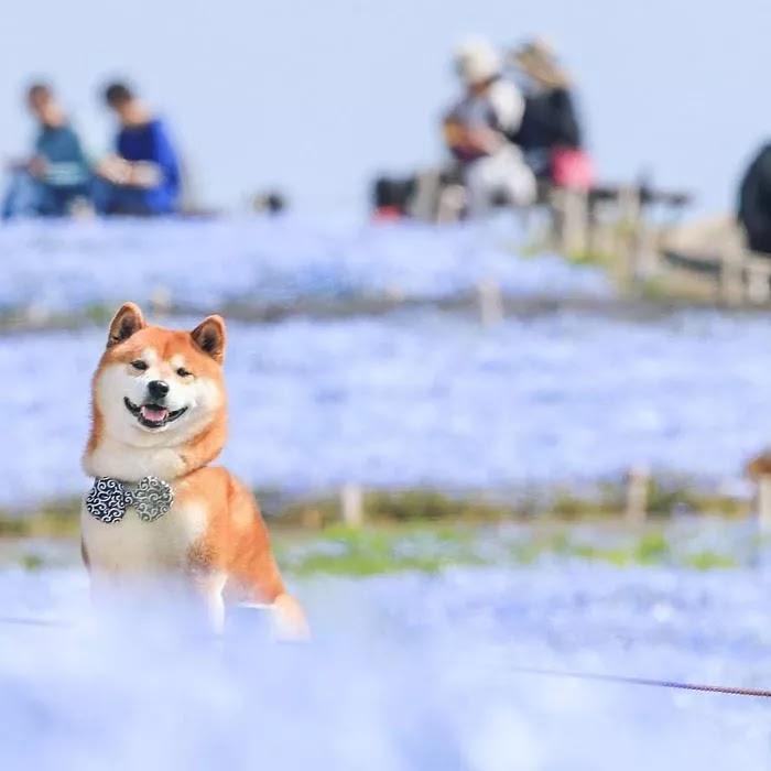 19 Adorable Pictures Of Hatchi, A Shiba Inu Dog That Is The Cutest Flower Boy In Japan