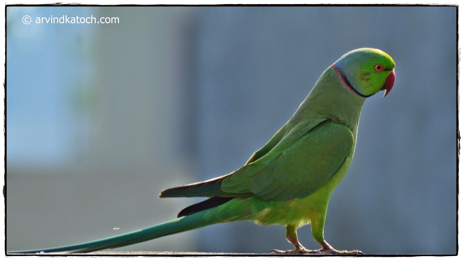 Roseringed (Indian) Parakeet (Parrot) Pictures and Detail (Psittacula