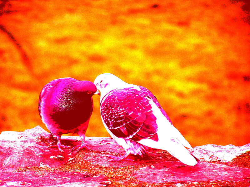 I love birds. Птица любви. Птички любовь. Птицы любовь картинки. Птица любви цвет.