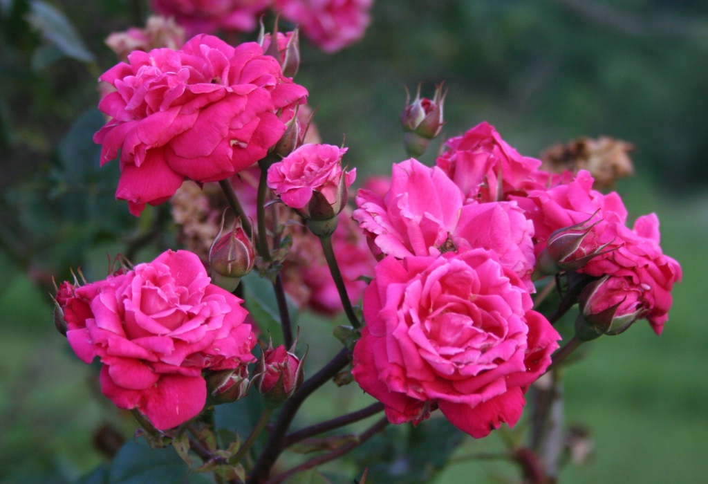 Роза Лучшие Сорта Фото – Telegraph