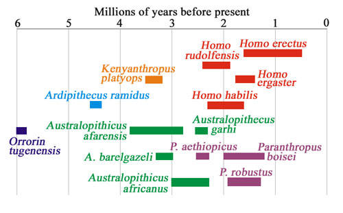 the taxonomy of three homo species 2018-5-30 remains of homo erectus are found throughout africa and in western and eastern asia (as far east as the island of java in indonesia) other fossils, assigned by some scholars to this species, have been found in europe, as far north as england. the taxonomy of three homo species 2018-5-30 remains of homo erectus are found throughout africa and in western and eastern asia (as far east as the island of java in indonesia) other fossils, assigned by some scholars to this species, have been found in europe, as far north as england.