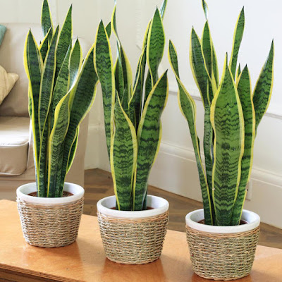 Indoor Plants Indoor Plants