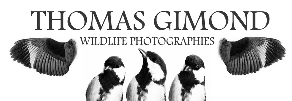 Thomas Gimond wildlife photography