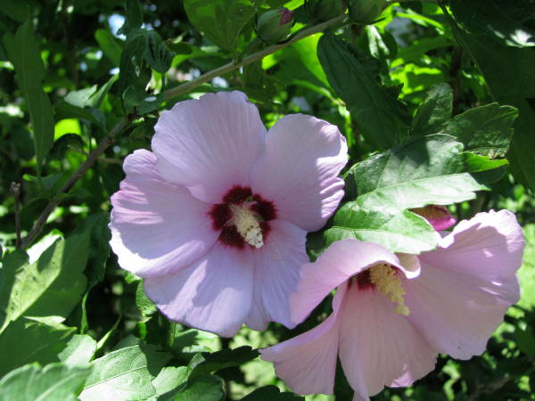 clipart rose of sharon - photo #39