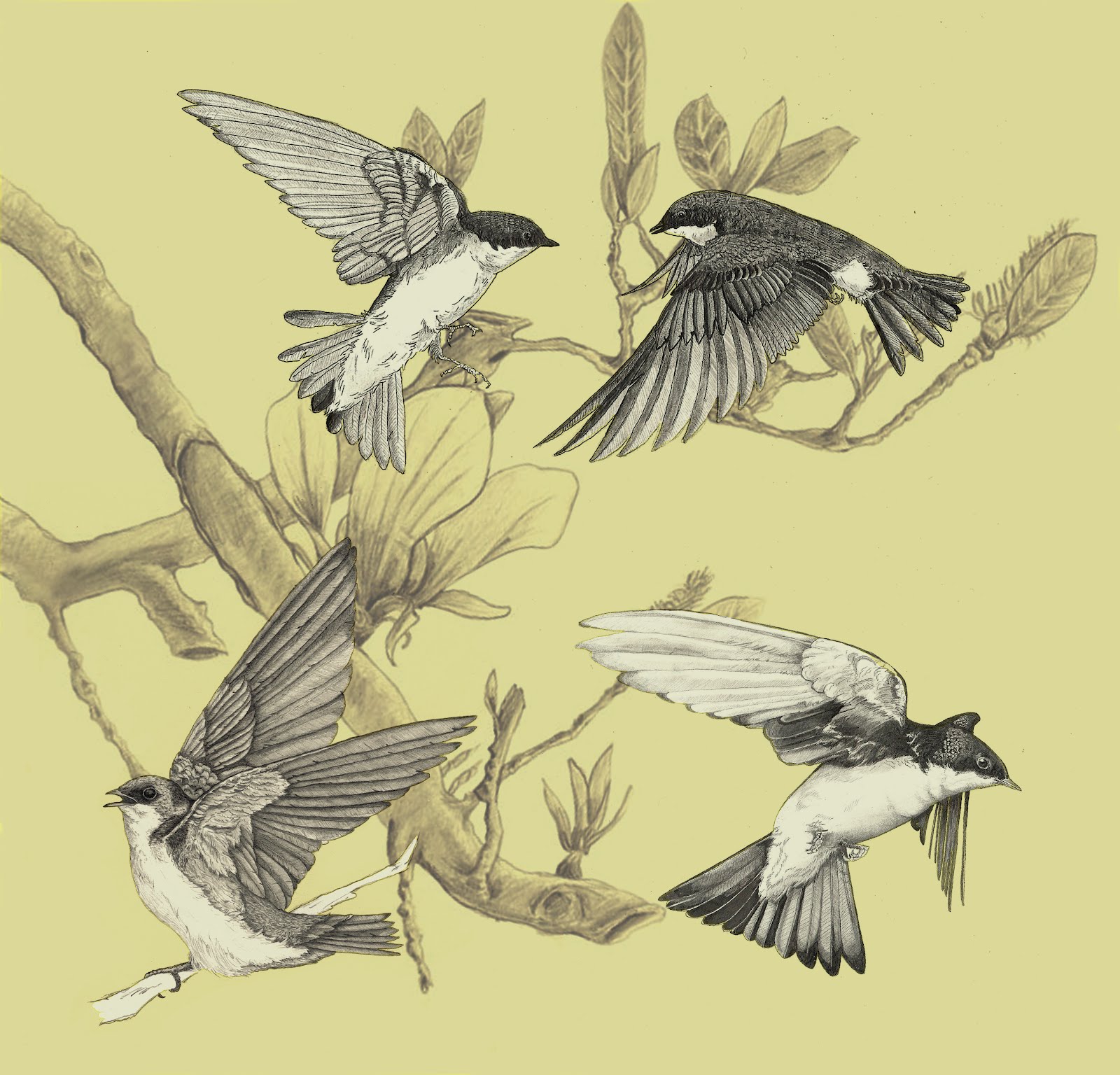 Ben Rothery Illustrator