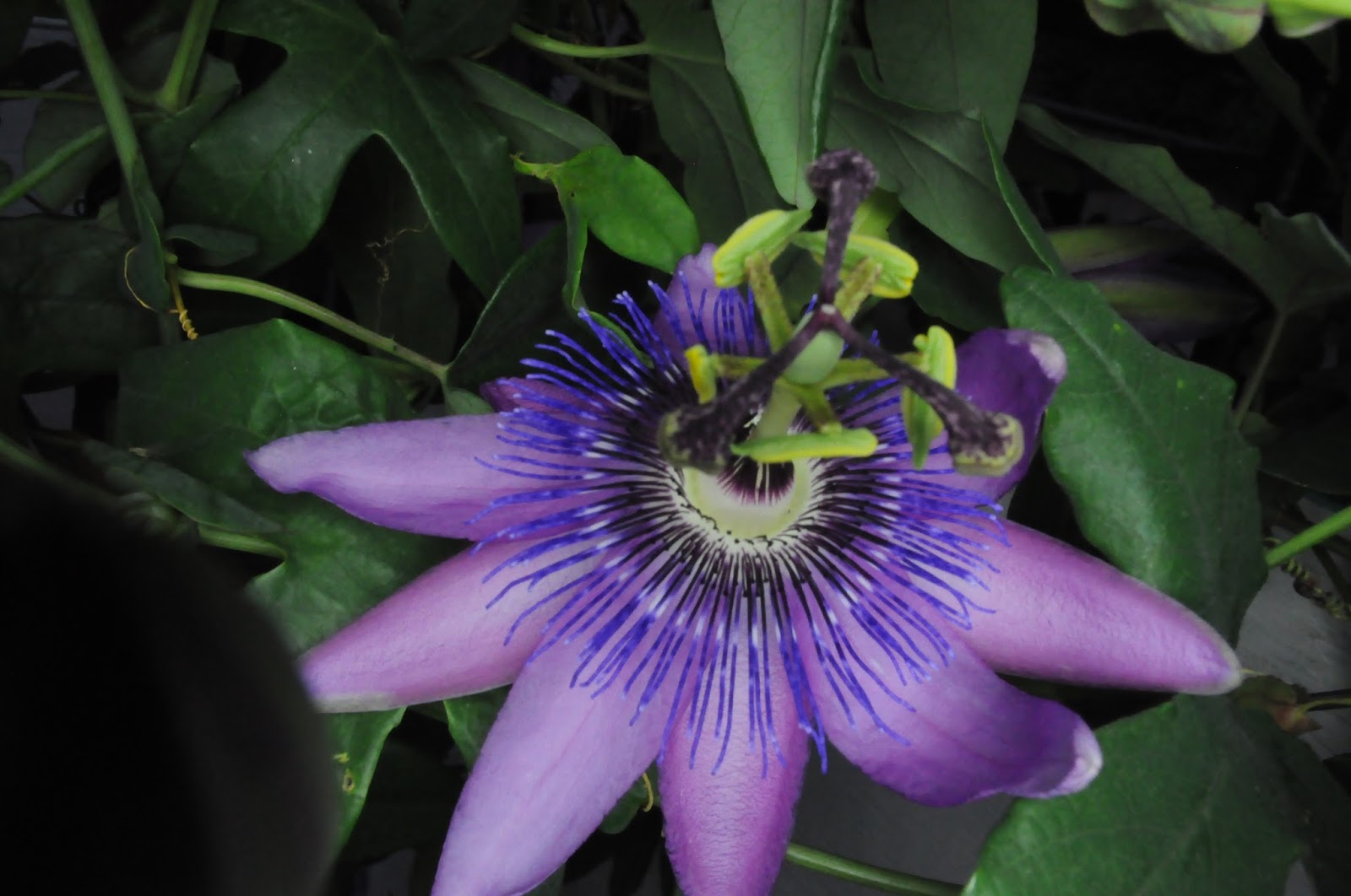 MyPassion Flowers are up, in full bloom, and very beautiful.