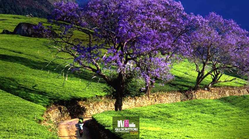 Viaggio in Tanzania: il grande albero e le verdi colline di Hemingway Viaggio in Tanzania: il grande albero e le verdi colline di Hemingway