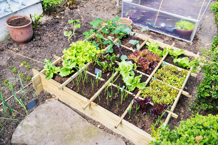 Gardening ideas