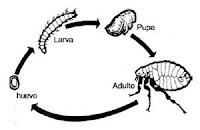 Ciclo de vida de las pulgas pulgas-en-la-casa