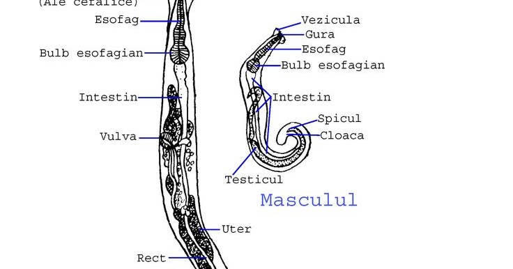 enterobius vermicularis nemzetség és faj