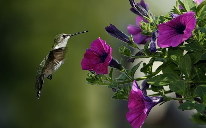 Colibrí sobrevolando las flores - Animales en la naturaleza