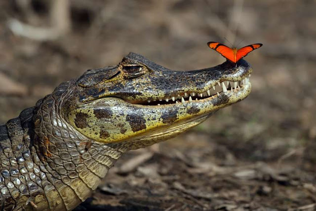 O adorável convívio na vida animal Elfandarilha