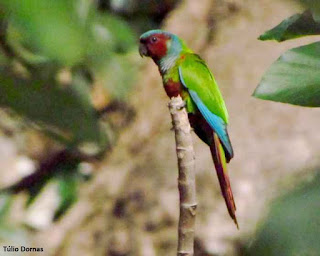 A tiriba de pfrimer ou tiriba-do-paranã atrai turistas de observação de aves (birdwatching). Ave também é conhecida como ciganinha, barreirinha, chiriri e periquito-do-morro. Foto: Túlio Dornas tiriba de pfrimer, Pyrrhura pfrimeri, aves do brasil, aves do cerrado, birdwatching, Paranã, Tocantins, birding, birds of the savanna, ornitologia, birds, pássaros, aves, observação de aves, barreirinha, periquito do morro, turismo
