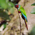 Aves do Brasil: tiriba-do-paranã, conheça esta bela ave do cerrado brasileiro