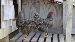 hens barred plymouth rock