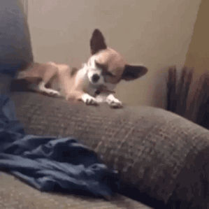 Funny animal gifs - part 211, best funny gif, animal gif, funny animated pictures