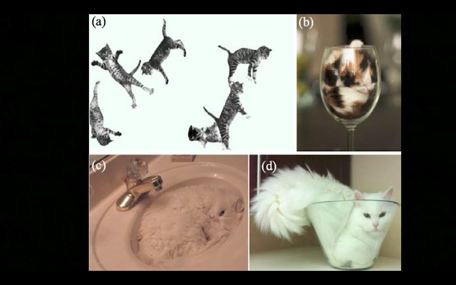 「猫は液体か？固体か？」の研究が2017年のイグノーベル賞を受賞【n】