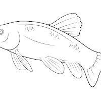 Gambar Mewarnai Ikan Lele Untuk Anak-Anak Gambar Mewarnai Ikan Lele Untuk Anak-Anak