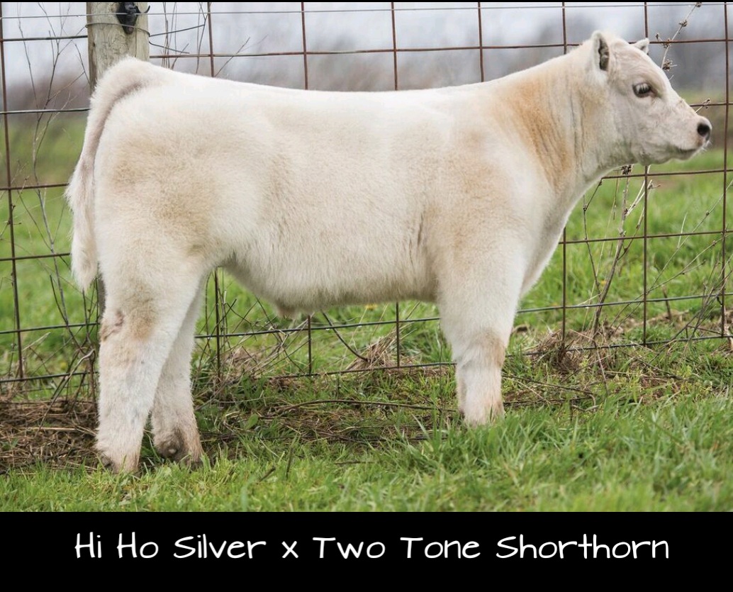 RCC Blog Hamilton Cattle RCC sired calves Selling in Southern Ohio Spring Smackdown