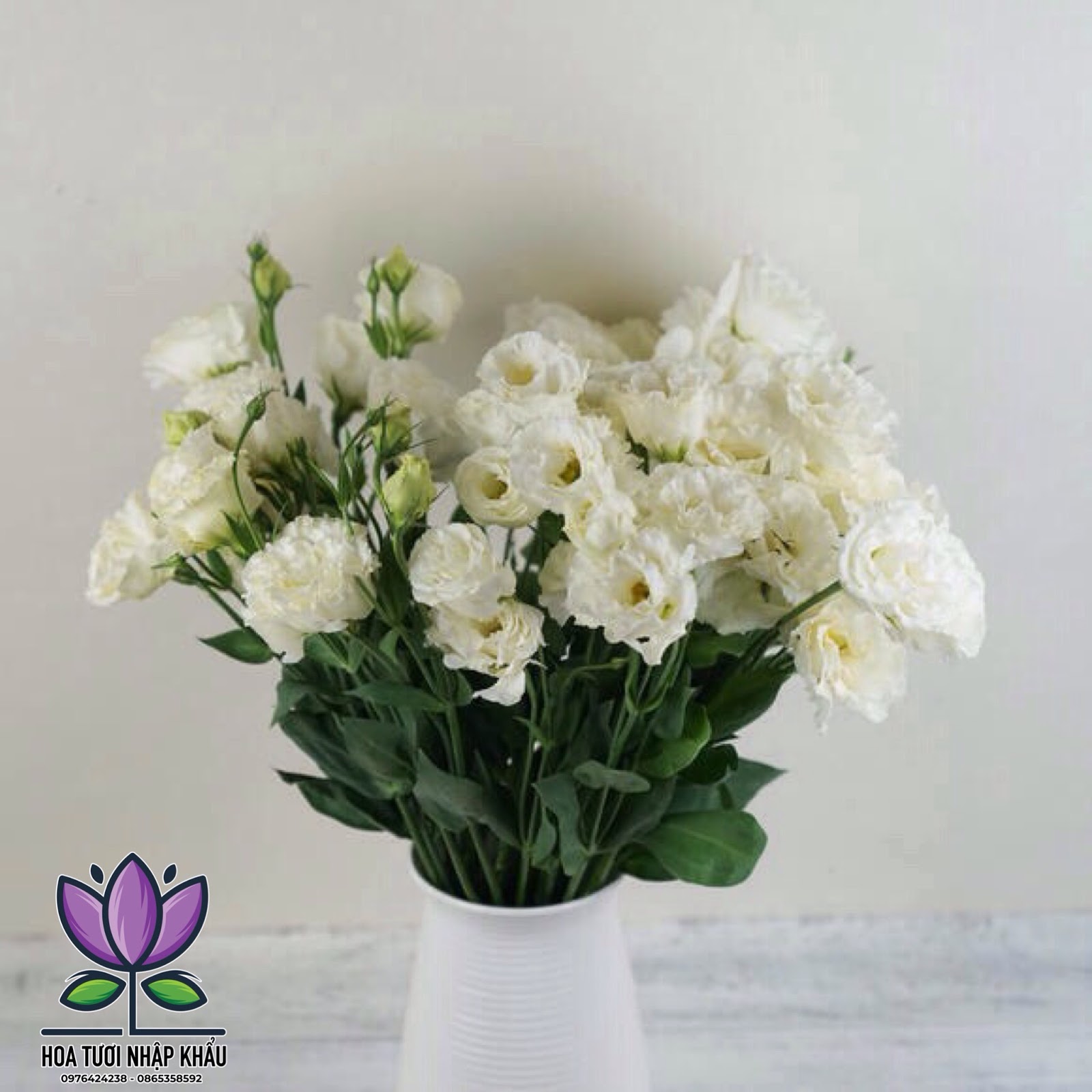 Cát Tường Xoăn Trắng B355-B230