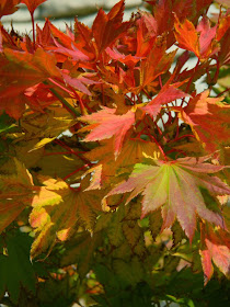 Golden Full Moon Maple Acer shirasawanum 'Aureum' Toronto Botanical Garden by garden muses-not another Toronto gardening blog