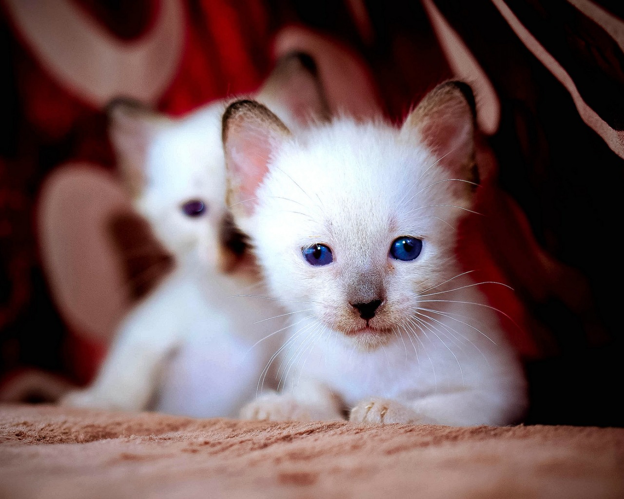 турецкая ангора белая. као мани порода кошек. турецкая ангора короткошерстная. белоснежные котята. белый котенок домашний.