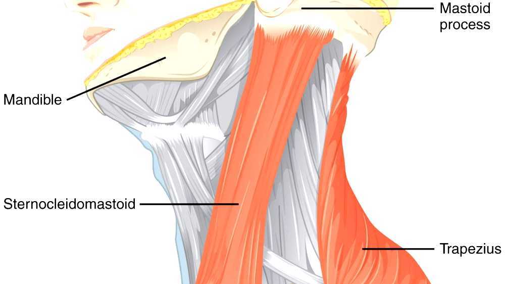 Accessory nerve disorder