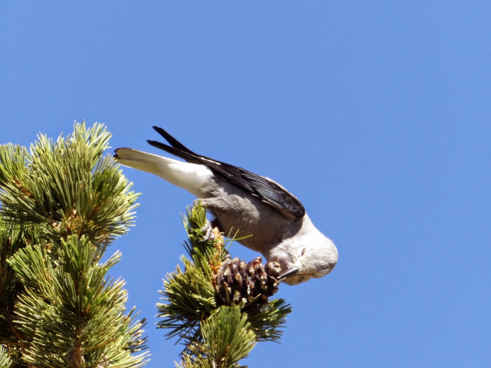 Bird It All Clark's Nutcracker