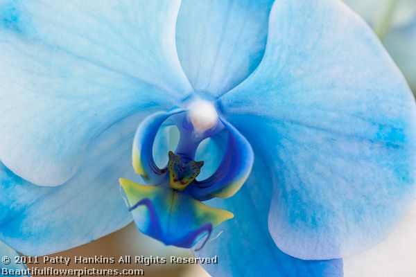 Paixão por orquídeas - Meu orquidário: Qual o mistério da orquídea Azul? A  Blue Mystic existe? Verdades e Mentiras sobre a Phalaenopsis azul.