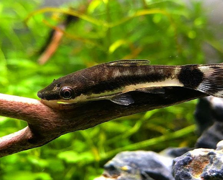 Jenis Ikan Pemakan Lumut Aquarium Air Tawar Aquarium Air Laut