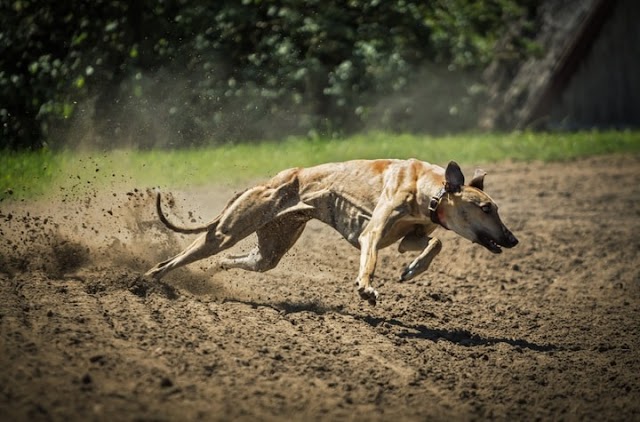 Fastest Dog Breeds - Top 6 Sexy Racer Dog Breeds In The World