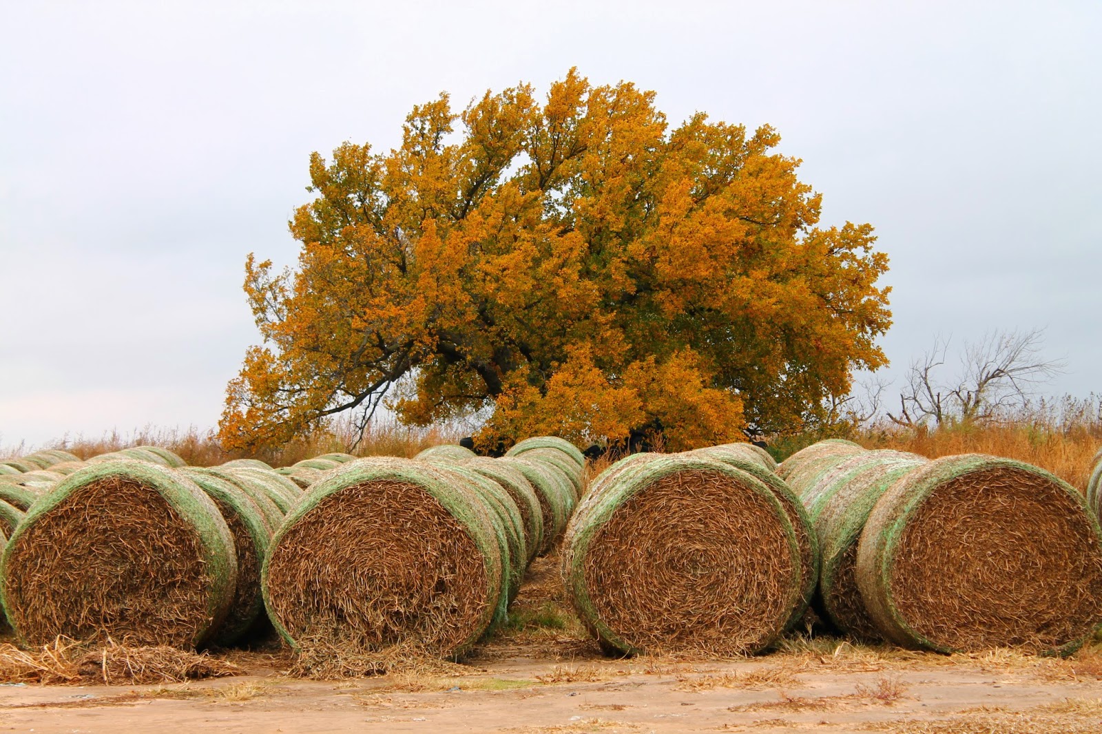 Mema's Creations and More: Recent Pics Of Fall Scenery, and OBU Football!