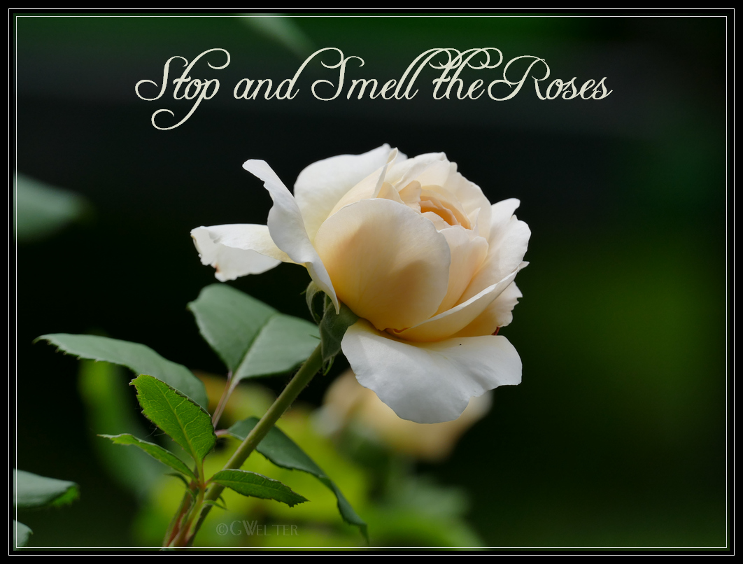 Stop & Smell the Roses (Rosewood Gardens, West Charlton NY) Life As I