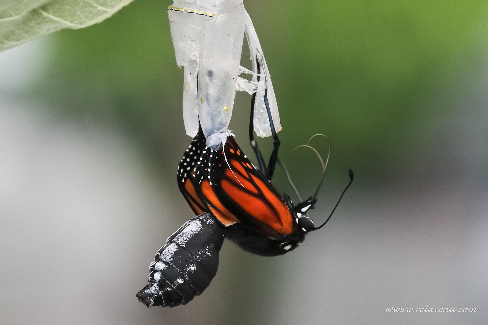 Photographie de la faune et Voyages Naissance d