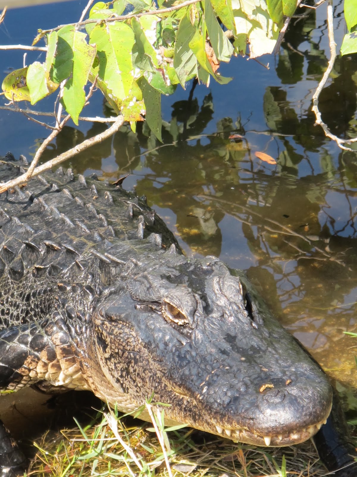 Amazing! The Way Alligators Drink Water Will Astound You - 3rg94f0