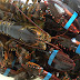 Live Lobster Supplier