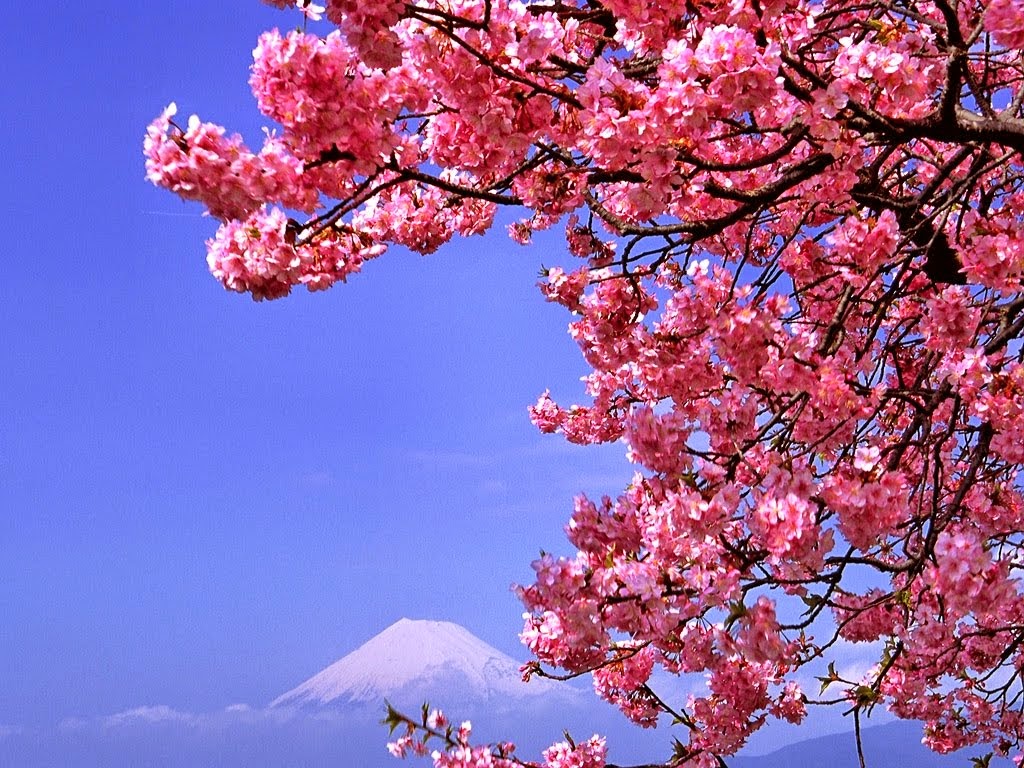 Foto Pemandangan Indah Bunga Sakura