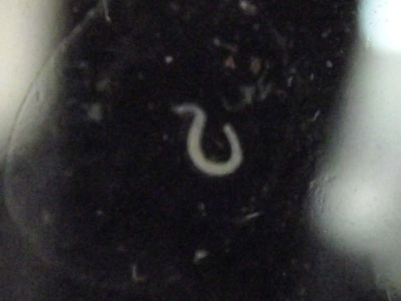 KASTOR48252 Freshwater Detritus Worms