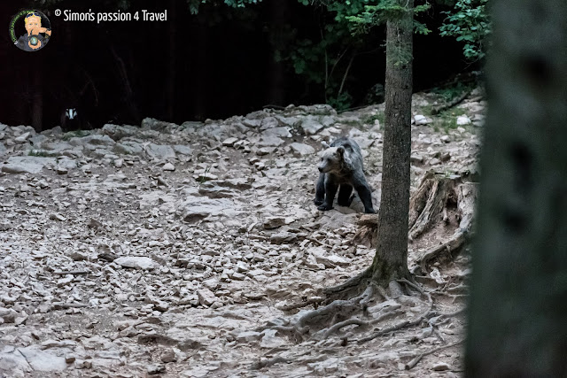 orsi slovenia, un orso maschio e un tasso sullo sfondo