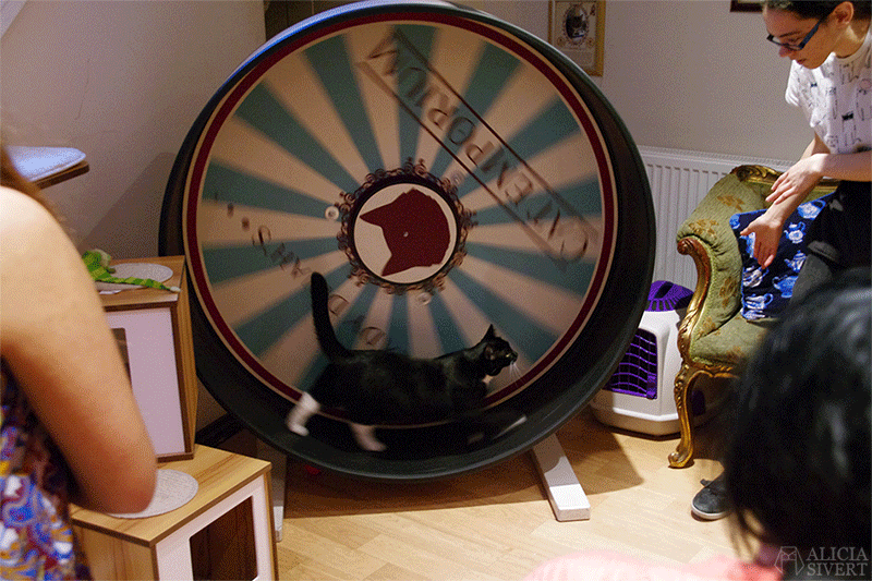 Lady Dinah's Cat Emporium, cat café in London. Photo by Alicia Sivertsson. semester resa london england att göra utflykt utflyktsmål cat café kattcafé katt kaffe café katter cats fika see and do hamsterhjul gif