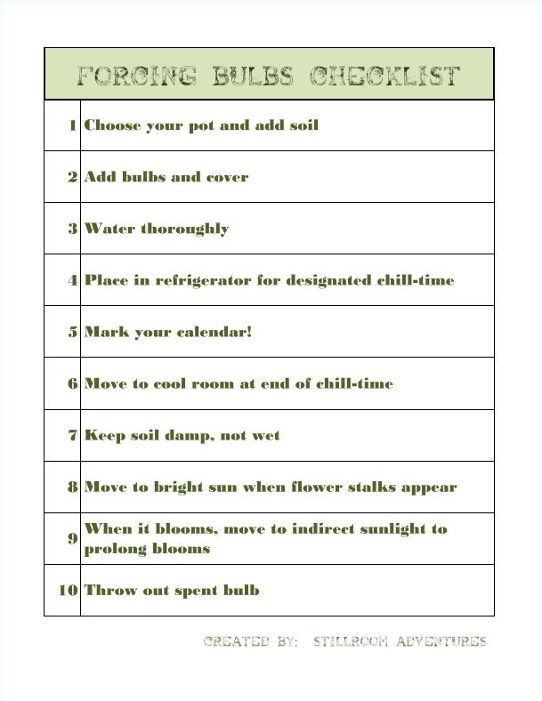 Forcing Bulbs A Howto Guide