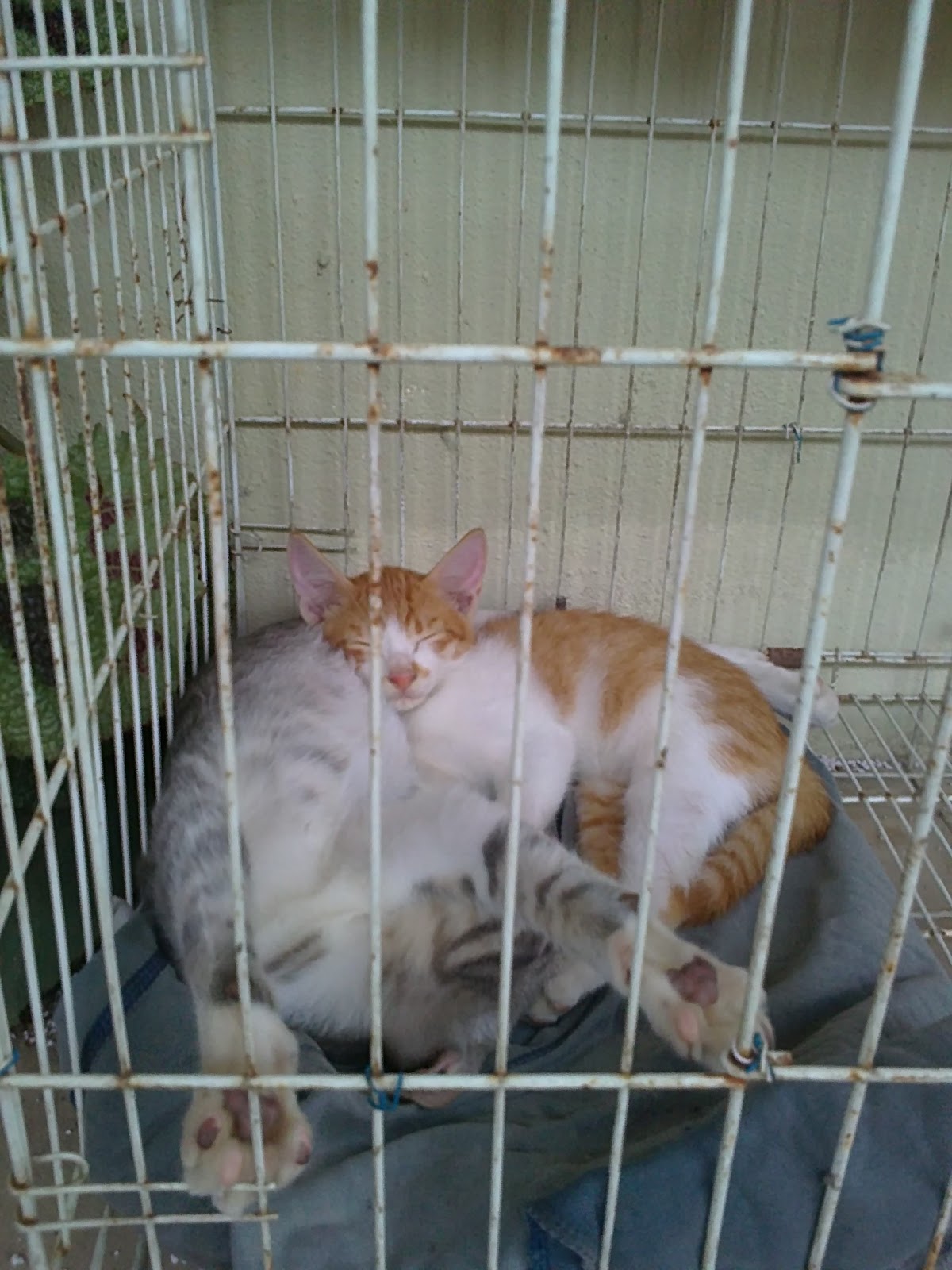 Its Not Me! Its Us!: Kucing Percuma Di Malaysia