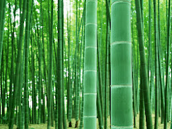 bamboo forest desktop