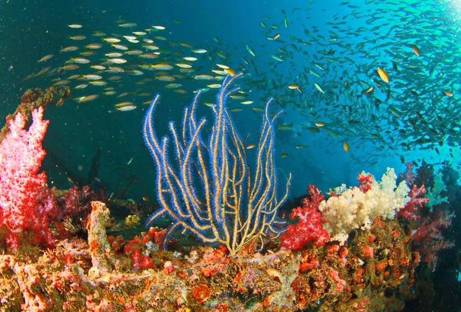 Scuba Diving Phuket Similan Islands Phuket Thailand. The Similan