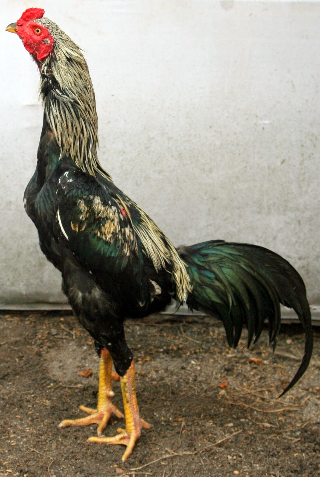 AYAM LAGA NO1 THAI AYAM GALERY