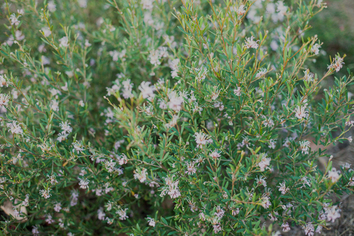 tiny pink flowers bush