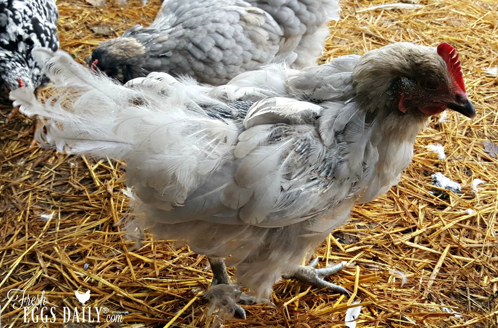 What Is Molting in Backyard Chickens? Fresh Eggs Daily®