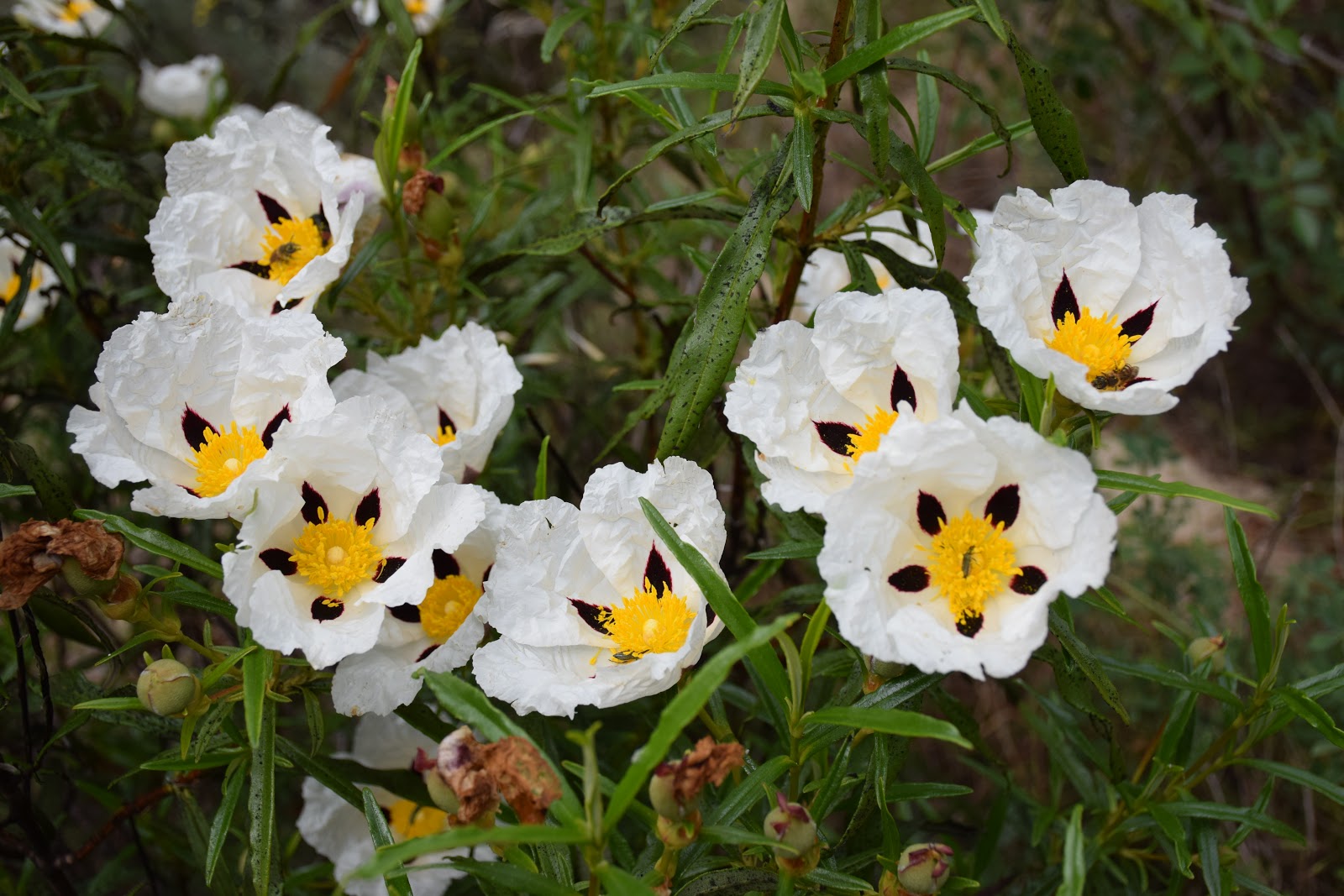De mis flores y las vuestras CISTUS LADANIFER (Jara pringosa, Jara