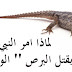 لماذا أمرنا الرسول بقتل البرص الوزغ - موقع ترند لماذا أمرنا الرسول بقتل البرص الوزغ - موقع ترند